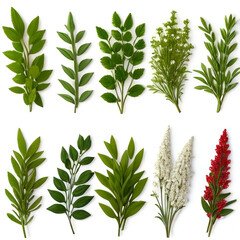 set of herbs