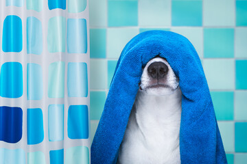 jack russell dog in a bathtub not so amused about that , with blue  towel, behind shower curtain, having a spa or wellness treatment