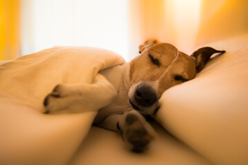 Jack russell dog  sleeping under the blanket in bed the  bedroom, ill ,sick or tired, sheet...
