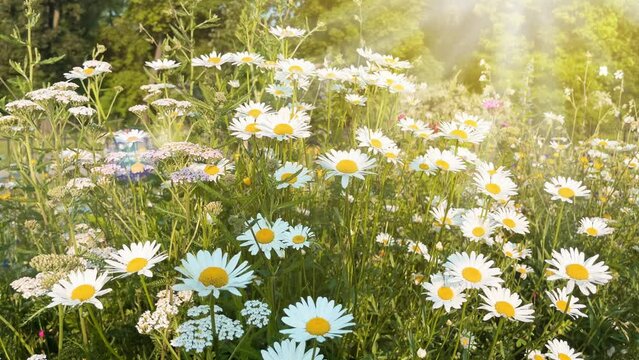 Field of blooming chamomile flowers in sun rays in the morning. Daisy flowers field wallpaper. Summer landscape.