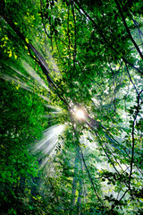 Fototapeta na wymiar Sunrays through the forest