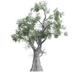 Obraz premium green tree isolated on transparent or white background