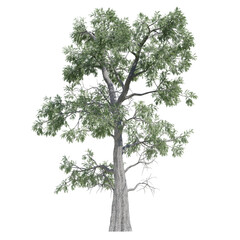 green tree isolated on transparent or white background