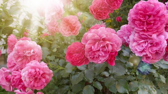 Bush of pink roses in the garden in a bright sunlight. Rose flowers garden in the morning. Pink rose flowers wallpaper.