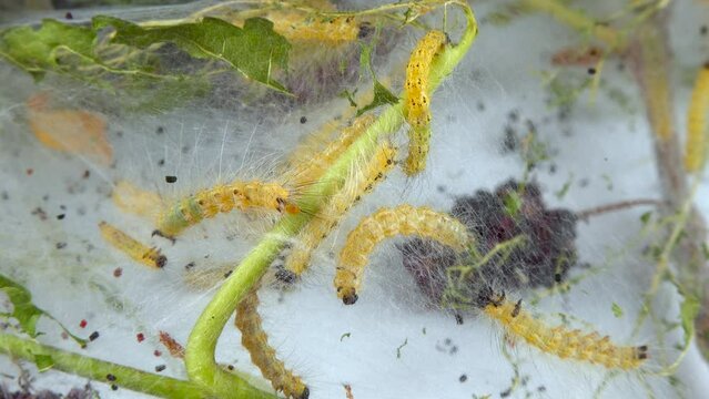 Weaving trees with cobwebs by larvae. Caterpillars of American white butterfly (Hyphantria cunea), moth fall webworm quarantine pest on leaves