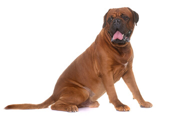 Obraz premium dogue de Bordeaux in front of white background