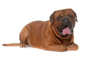 Obraz premium dogue de Bordeaux in front of white background