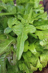 Schnabelsalat. Pflücksalat.