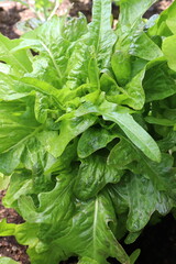 Schnabelsalat. Pflücksalat.