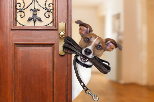 Jack russell  dog  waiting a the door at home with leather leash in mouth , ready to go for a walk with his owner