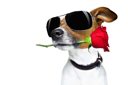 Jack russell dog in love on valentines day, rose in mouth, with sunglasses and cool gesture, isolated on white background