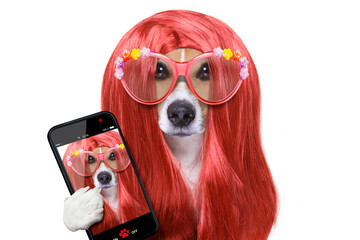 hairdresser dog ready to look beautiful by comb, scissors, dryer, and spray at the wellness spa...