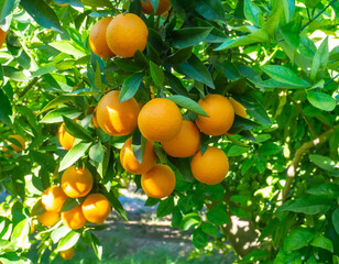 Valencian orange and orange blossoms. Spain. Spring harvest 