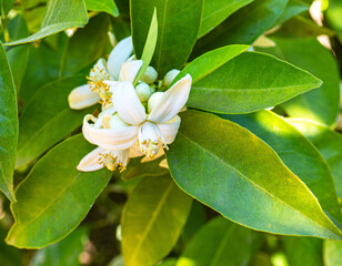 Valencian orange and orange blossoms. Spain. Spring harvest 