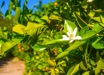 Valencian orange and orange blossoms. Spain. Spring harvest 
