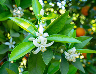 Valencian orange and orange blossoms. Spain. Spring harvest 