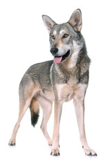 Obraz premium Saarloos wolfdog in front of white background