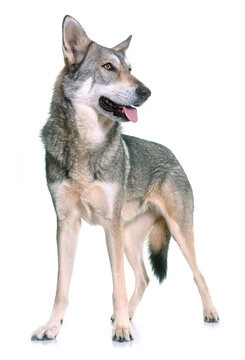 Saarloos wolfdog in front of white background