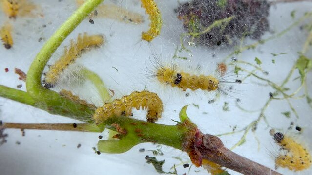 Weaving trees with cobwebs by larvae. Caterpillars of American white butterfly (Hyphantria cunea), moth fall webworm quarantine pest on leaves