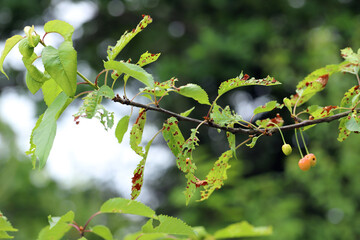 Symptoms of Shot Hole Disease in stone fruits (Prunus spp.) cherries. Causing by fungal plant...