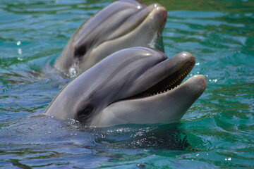 Dolphin swims in the sea, portrait, smiling dolphins