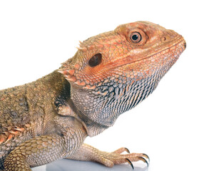 bearded dragons in front of white background