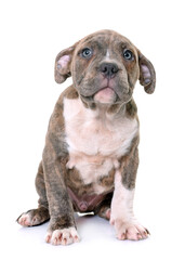 puppy american staffordshire terrier in front of white background