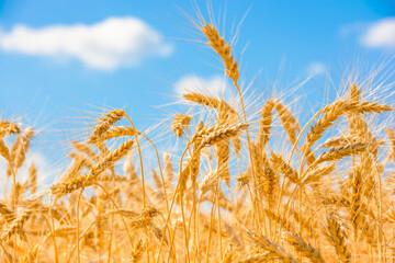 Golden ripe wheat and blue sky. Rich harvest concept