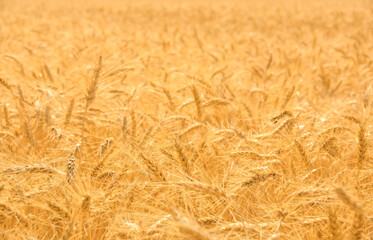 Ripe golden wheat field background