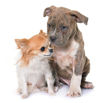 puppy american staffordshire terrier and chihuahua in front of white background
