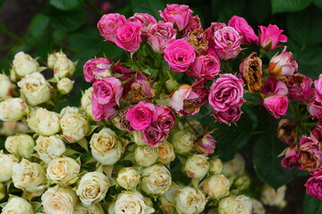 pink and white roses