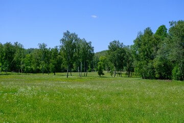Fototapeta na wymiar Panoramic view of the meadow, forest. some birch trees in the foreground. A very scenic meadow, a fabulously romantic place