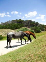 Caballos La Coronilla
