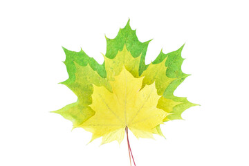 Colorful autumn maple leaf isolated on white background