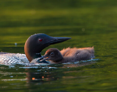 Baby Loon Chick begging parent for food. Common Loon (Gavia immer) in breeding plumage on a northwoods lake in Wisconsin.