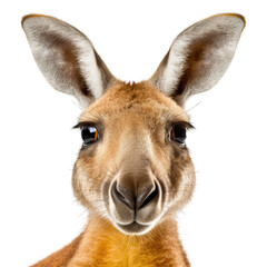  a kangaroo