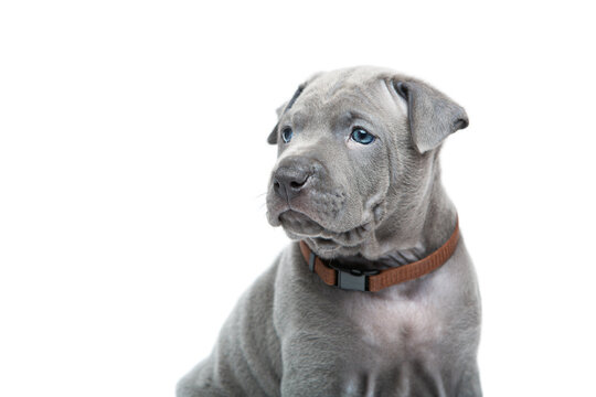 One month old thai ridgeback puppy dog in brown collar sitting. Close-up portrait isolated on white. Copy space.