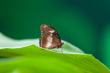 Butterfly on a leaf