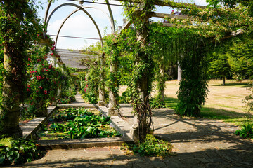 Plants growing over a wooden pergola