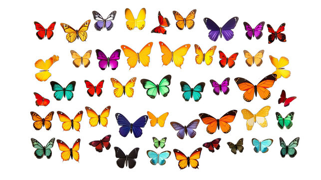  a vibrant group of butterflies against a clean white background