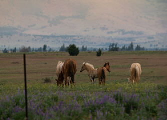 Naklejka na ściany i meble Horses High Desert Oregon