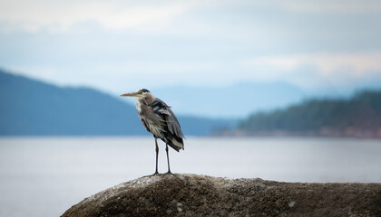 Great Blue Heron Lopez Island Washington