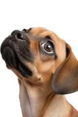 Close-up of a cute puppy dog sitting looking forward. On a transparent background - Generative AI
