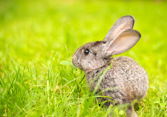 Beautiful young small rabbit on the green grass  in summer day. Gray bunny rabbit  on grass background