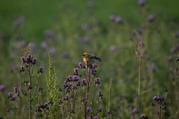 Yellow Bird in Purple Thistles