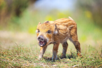 Wild piglet making calls on summer day