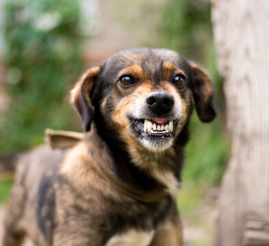 Enraged aggressive, angry dog. Grin jaws with  fangs  ,  hungry,  drool.
