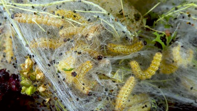 Weaving trees with cobwebs by larvae. Caterpillars of American white butterfly (Hyphantria cunea), moth fall webworm quarantine pest on leaves