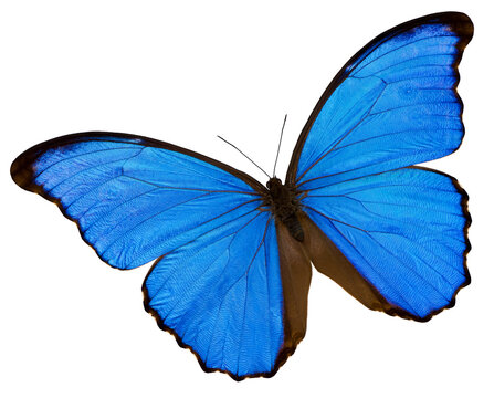 A blue butterfly on the white background