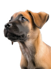 Obraz premium Close-up of a cute puppy dog sitting looking forward. On a transparent background - Generative AI 